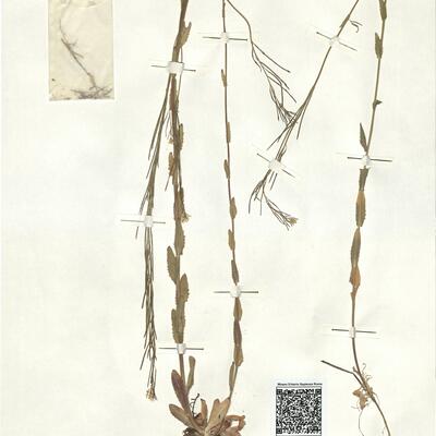 Arabis hirsuta (L.) Scop. var. hirsuta -  RO-HSepv 16936 photo