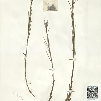 Arabis hirsuta (L.) Scop. subsp. hirsuta -  RO-HSepv 16032 photo