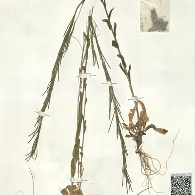 Arabis hirsuta (L.) Scop. var. hirsuta -  RO-HSepv 16031 photo