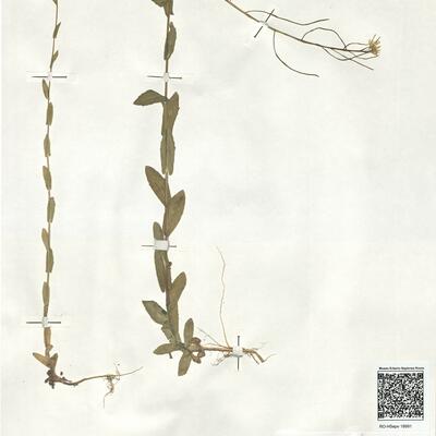 Arabis nova Vill.  -  RO-HSepv 18991 photo