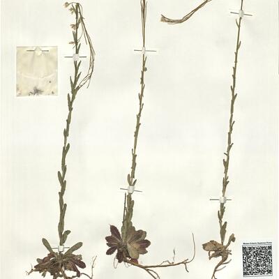 Arabis planisiliqua (Pers.) Reichenb.  -  RO-HSepv 16033 photo