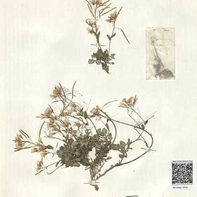 Arabis purpurea Sm. -  RO-HSepv 16034 photo