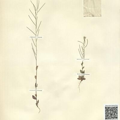 Arabis recta Vill. -  RO-HSepv 13094 photo