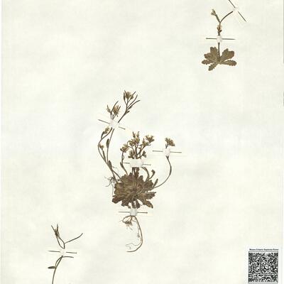 Arabis scabra All. -  RO-HSepv 16937 photo