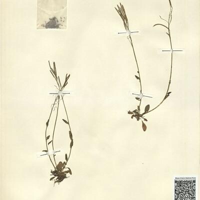 Arabis soyeri Reut. & Huet subsp. subcoriacea (Gren.) Breistr. -  RO-HSepv 13095 photo