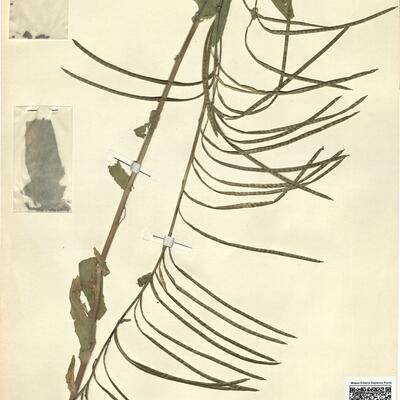 Arabis turrita L. var. leiocarpa Rouy  -  RO-HSepv 13096 photo