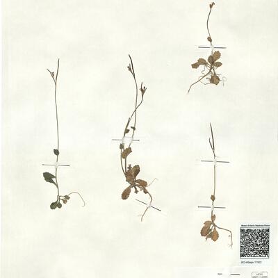 Arabis verna (L.) R. Brown var. verna  -  RO-HSepv 17922  photo