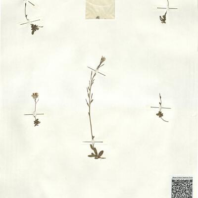 Arabis vochinensis Spreng. -  RO-HSepv 16938 photo