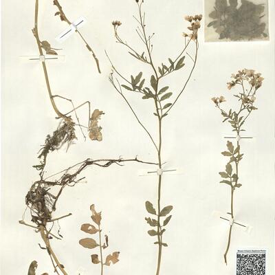 Cardamine amara L.  -  RO-HSepv 14070 photo