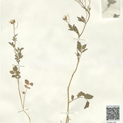 Cardamine amara L.  -  RO-HSepv 14069 photo