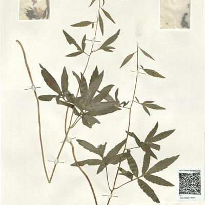Cardamine bulbifera (L.) Crantz  -  RO-HSepv 16043 photo