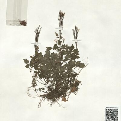 Cardamine chelidonia L.  -  RO-HSepv 18997 photo