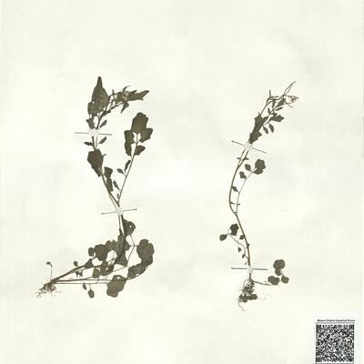 Cardamine flexuosa With. -  RO-HSepv 17927 photo