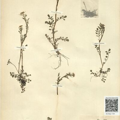 Cardamine flexuosa With. -  RO-HSepv 11253 photo
