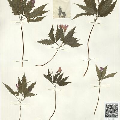 Cardamine glanduligera O. Schwarz -  RO-HSepv 15056 photo