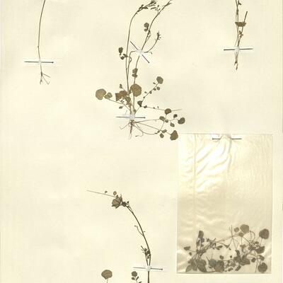 Cardamine hirsuta L.  -  RO-HSepv 13112 photo