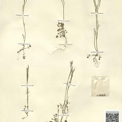 Cardamine hirsuta L.  -  RO-HSepv 13111 photo