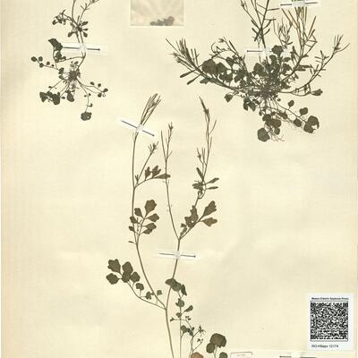 Cardamine hirsuta L.  -  RO-HSepv 12174 photo