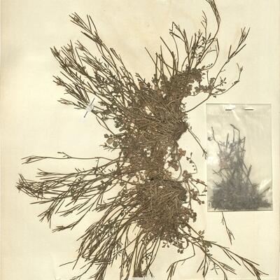 Cardamine hirsuta L.  -  RO-HSepv 11254 photo