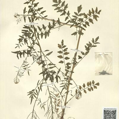 Cardamine impatiens L. -  RO-HSepv 13113 photo