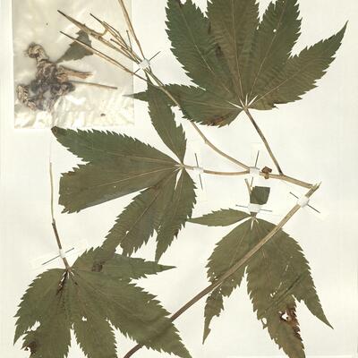 Cardamine pentaphyllos (L.) Crantz -  RO-HSepv 15057 photo