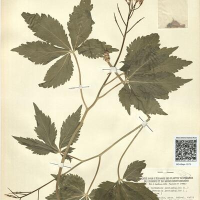 Cardamine pentaphyllos (L.) Crantz -  RO-HSepv 12175 photo