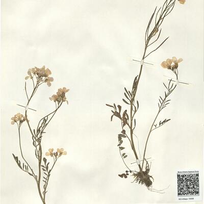 Cardamine pratensis L. -  RO-HSepv 15058 photo