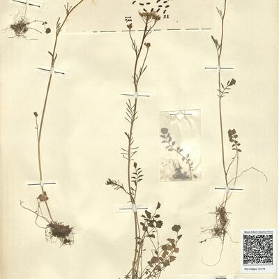 Cardamine pratensis L. subsp. pratensis -  RO-HSepv 12178 photo