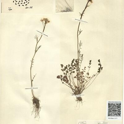 Cardamine pratensis L. subsp. pratensis -  RO-HSepv 12177 photo