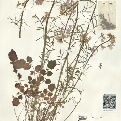 Cardamine pratensis L. subsp. picra De Langhe & D'hose -  RO-HSepv 16044 photo