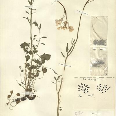 Cardamine pratensis L. subsp. picra De Langhe & D'hose -  RO-HSepv 12176 photo