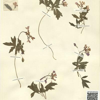 Cardamine quinquefolia (Bieb.) Schmalh.  -  RO-HSepv 13114 photo