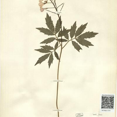 Cardamine quinquefolia (Bieb.) Schmalh.  -  RO-HSepv 12179 photo