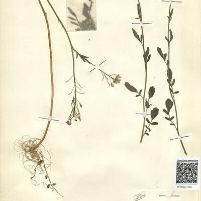 Cardamine raphanifolia Pourr. subsp. acris (Griseb.) O.E. Schulz -  RO-HSepv 11255 photo