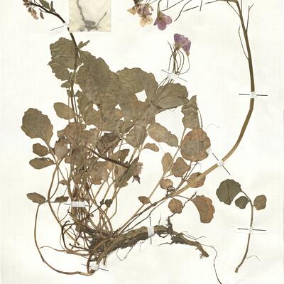 Cardamine raphanifolia Pourr.  -  RO-HSepv 17928 photo