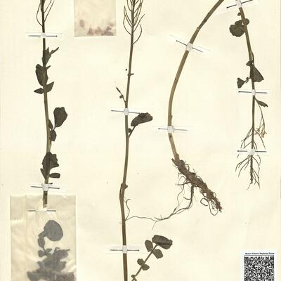 Cardamine raphanifolia Pourr.  -  RO-HSepv 13115 photo