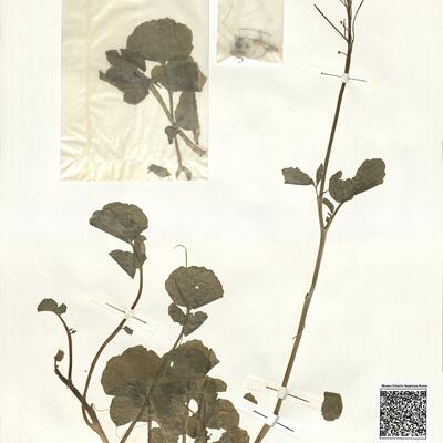 Cardamine raphanifolia Pourr. subsp. raphanifolia  -  RO-HSepv 15060 photo