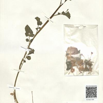Cardamine raphanifolia Pourr. subsp. raphanifolia  -  RO-HSepv 15059 photo