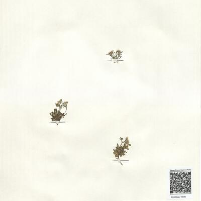 Cardamine resedifolia L.  -  RO-HSepv 16046 photo