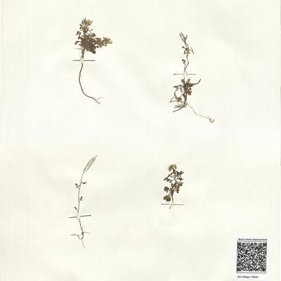 Cardamine resedifolia L.  -  RO-HSepv 16045 photo