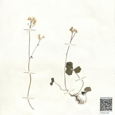 Cardamine trifolia L. -  RO-HSepv 16946 photo