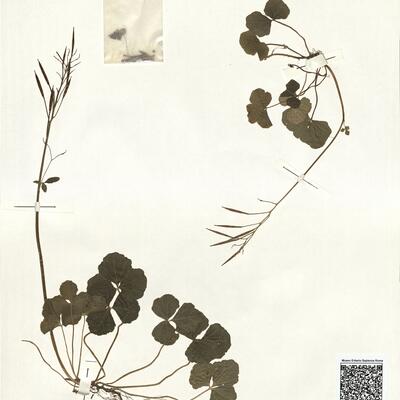 Cardamine trifolia L. -  RO-HSepv 15061 photo