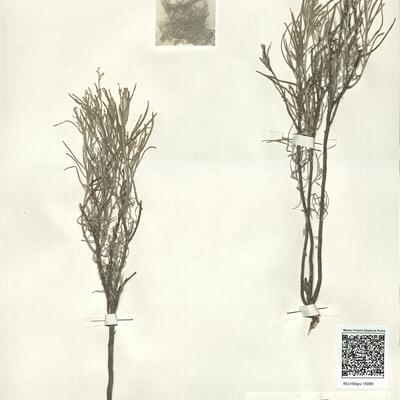 Parolinia intermedia Svent. & Bramwell -  RO-HSepv 15088 photo