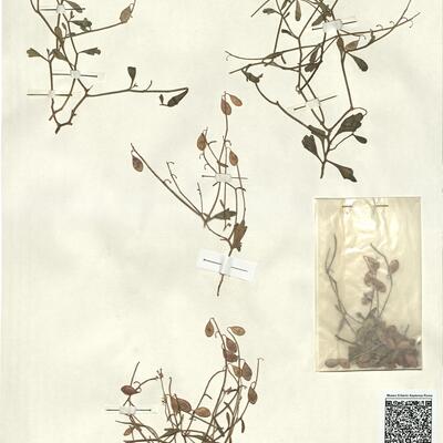 Ricotia isatoides (Barbey) Burtt -  RO-HSepv 13138 photo