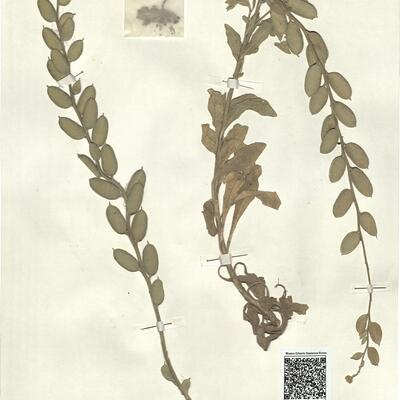 Fibigia clypeata (L.) Medic. -  RO-HSepv 13130 photo