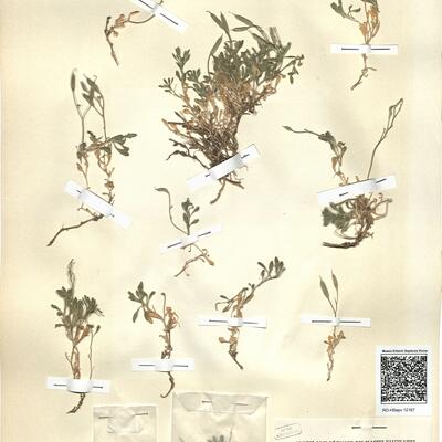 Aubrieta intermedia Heldr. & Orph. ex Boiss. -  RO-HSepv 12167 photo