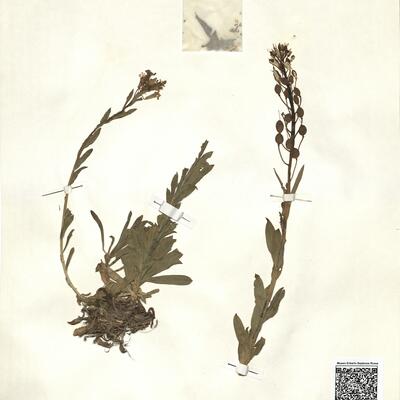 Alyssoides utriculata (L.) Moench -  RO-HSepv 15037 photo