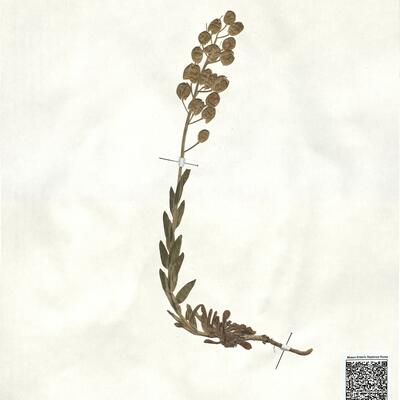 Alyssoides utriculata (L.) Moench -  RO-HSepv 17921 photo