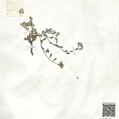 Alyssum akamasicum B.L. Burtt -  RO-HSepv 18981 photo