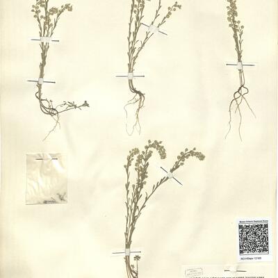 Alyssum alyssoides (L.) L. -  RO-HSepv 12165 photo